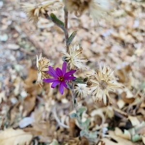 Meet your Posher, Luz